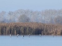10-12-2014 Graureiher auf Eis-2  Graureiher auf dem Eis 2